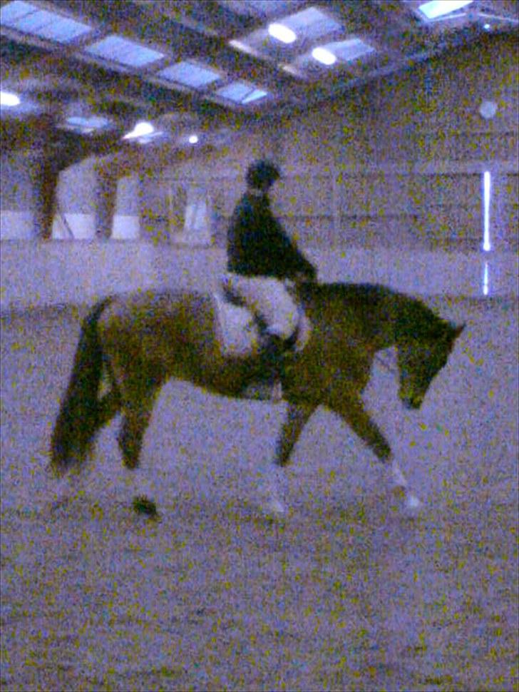 Dansk Varmblod Emblems Comet    RIP - billede 19