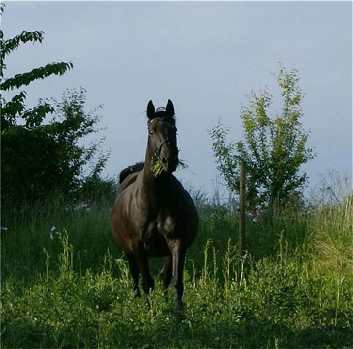 Anden særlig race miss money penny Rip <3  - fotograf: hella :) tusind tak for billederne billede 18