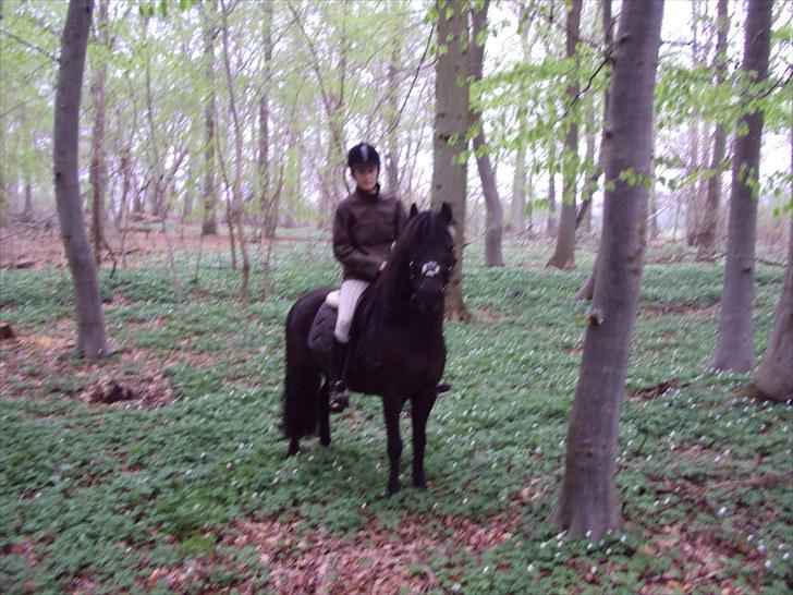 Anden særlig race Valde-solgt..;( - skovtur:) billede 20