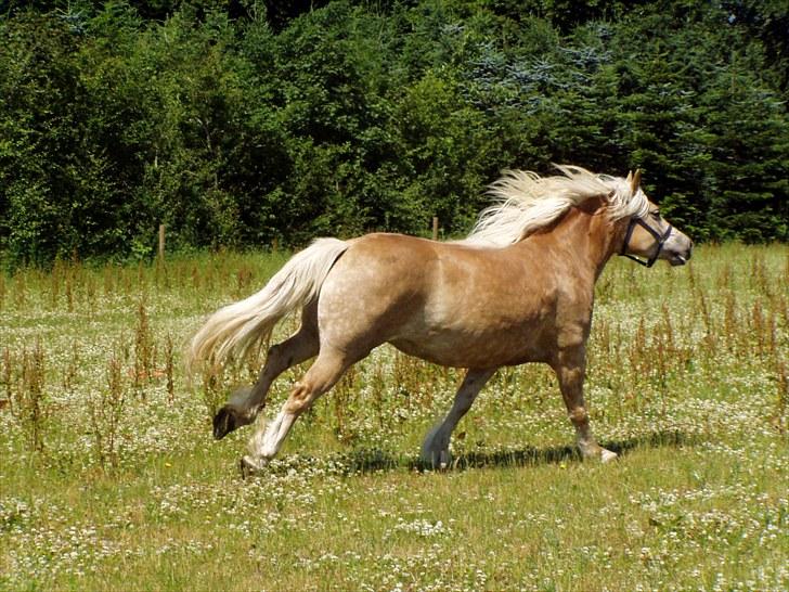 Haflinger Biggi billede 7