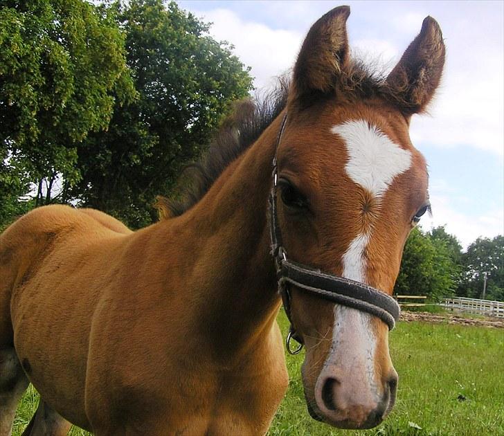 Anden særlig race Lu-soo-be solgt billede 9
