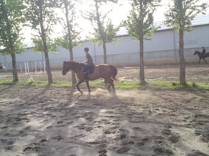 Dansk Varmblod Lærkenborgs Fuego billede 13