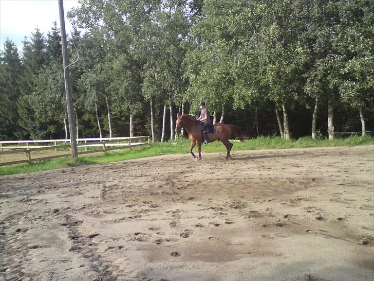 Dansk Varmblod Lærkenborgs Fuego billede 14