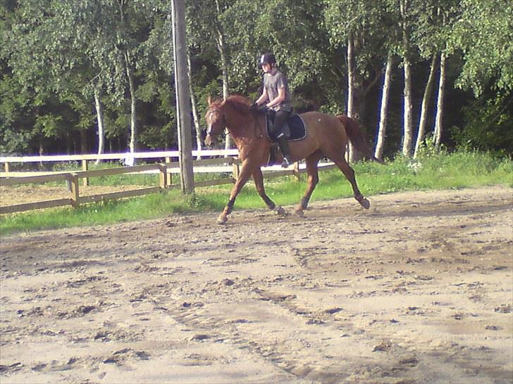 Dansk Varmblod Lærkenborgs Fuego billede 15