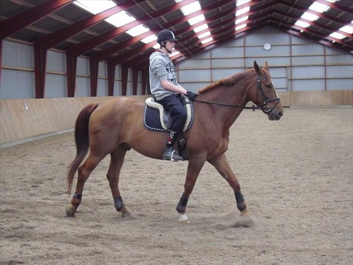 Dansk Varmblod Lærkenborgs Fuego billede 16