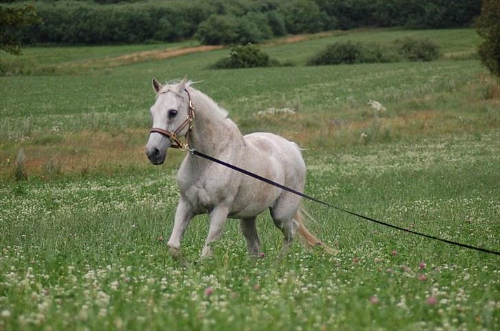 Arabisk fuldblod (OX) Wojak OX 1459 - Fin Galop 
(Foto: Karina) billede 6