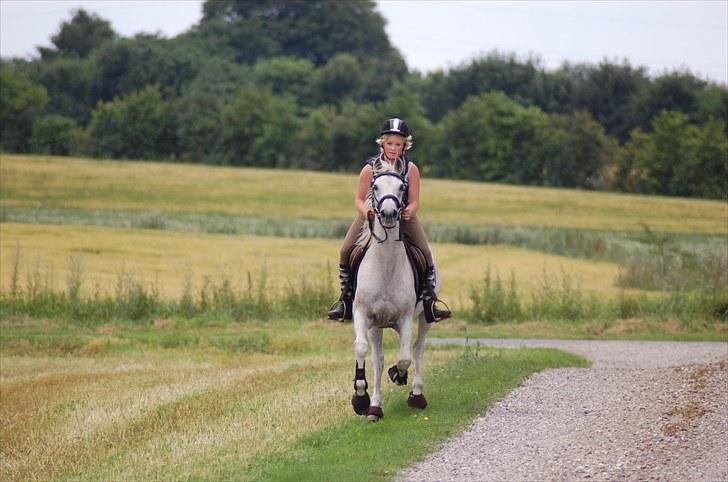 Arabisk fuldblod (OX) Wojak OX 1459 - I fuld GALOP!!!
 (Foto: Karina) billede 7