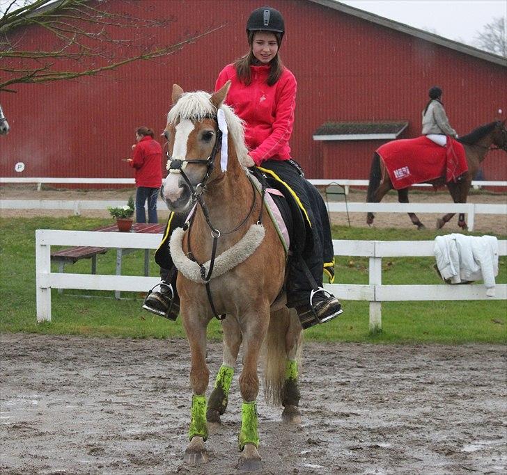 Anden særlig race amanda solgt - nyt billede 14-11-2010 billede 12