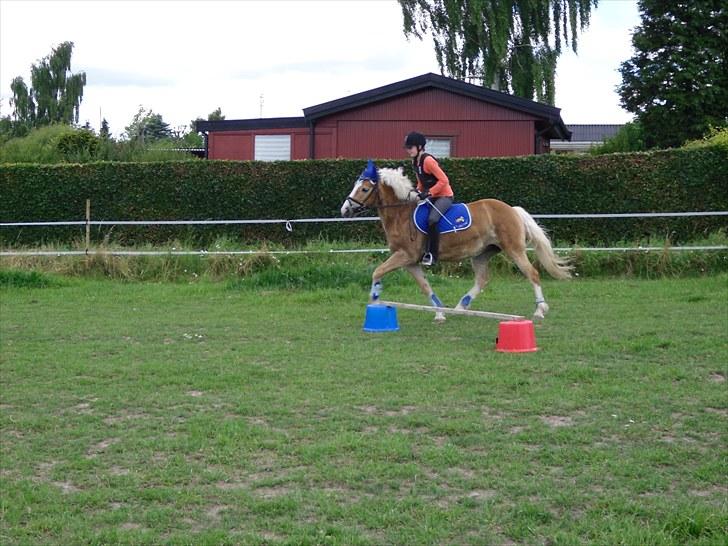 Anden særlig race amanda solgt billede 13