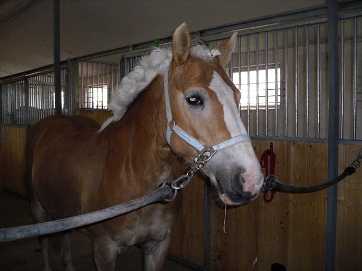 Anden særlig race amanda solgt billede 15