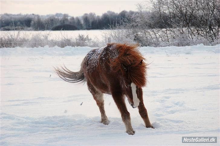 Islænder Dyggur fra Tranten billede 11