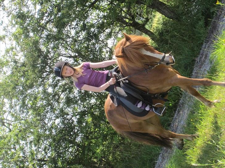 Islænder Dyggur fra Tranten billede 12