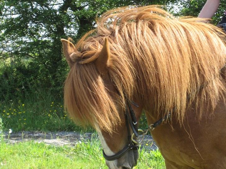 Islænder Dyggur fra Tranten billede 13