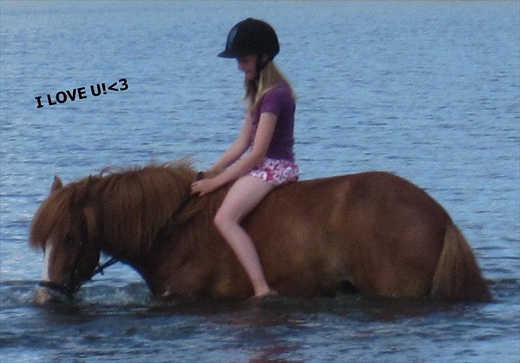 Islænder Dyggur fra Tranten billede 14