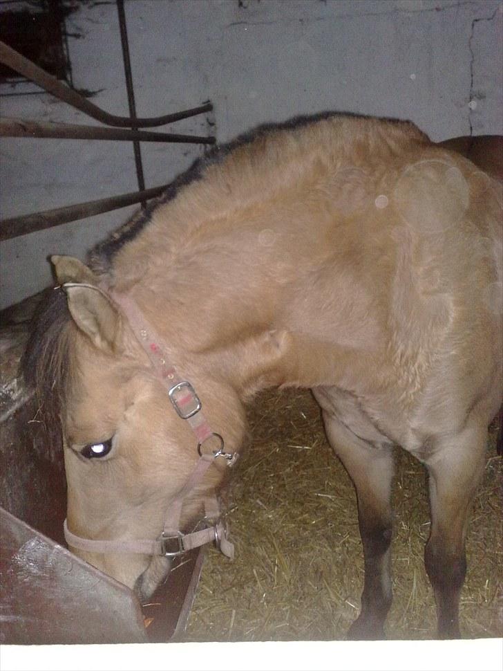 Anden særlig race My Darling - My i sin boks billede 1