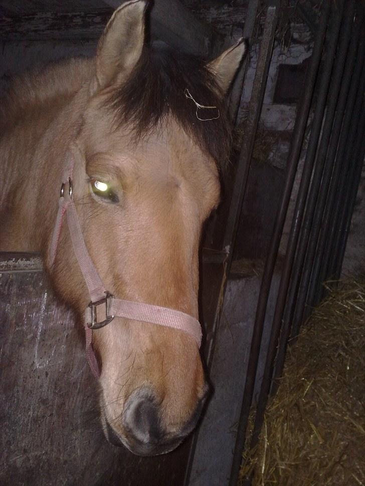 Anden særlig race My Darling - My i sin boks billede 2