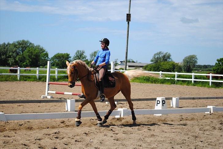 Hollandsk Sportspony Paula! Solgt billede 12