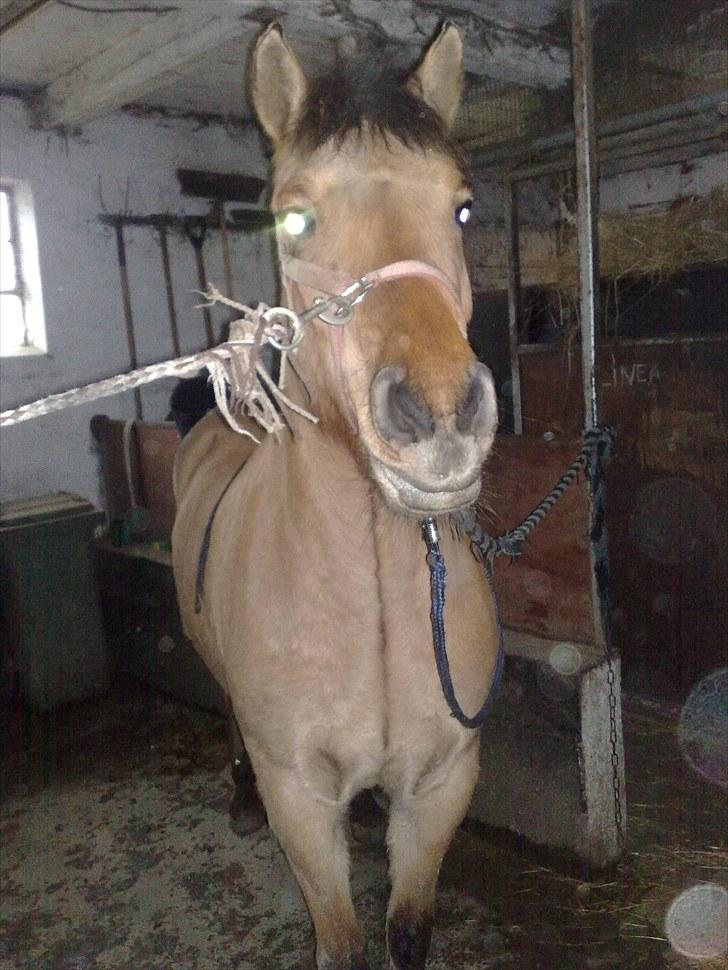 Anden særlig race My Darling - My på gangen for at blive striglet billede 3