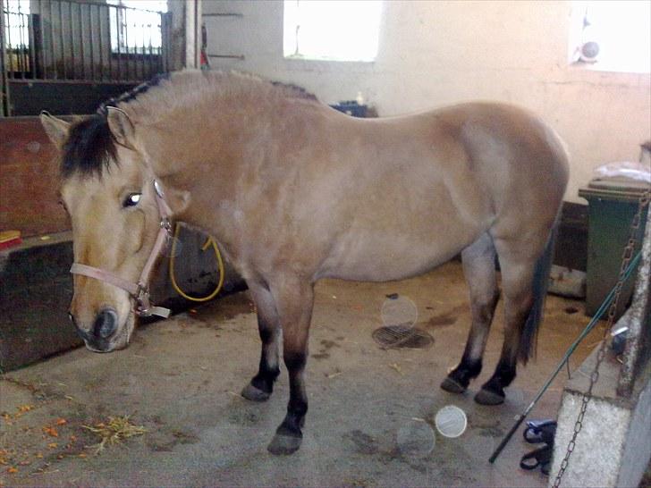 Anden særlig race My Darling billede 4