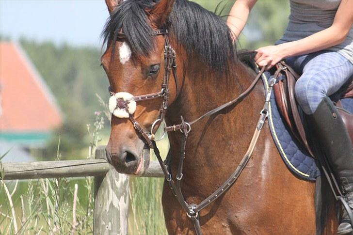 Dansk Varmblod Quite a lady billede 1