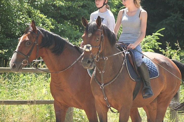 Dansk Varmblod Quite a lady billede 2