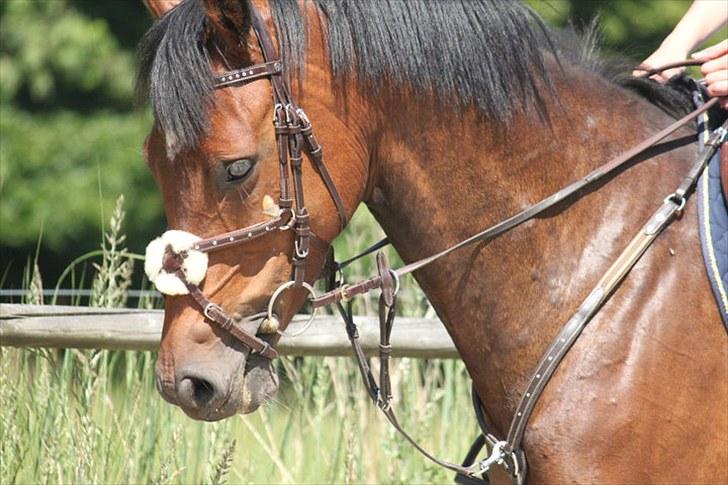 Dansk Varmblod Quite a lady billede 3