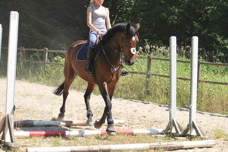 Dansk Varmblod Quite a lady billede 4