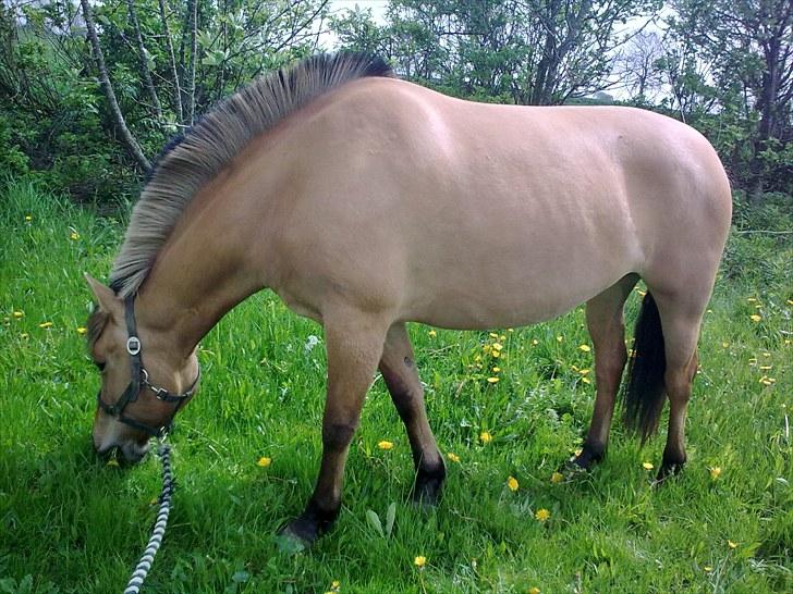 Anden særlig race My Darling - Det første sommergræs billede 6