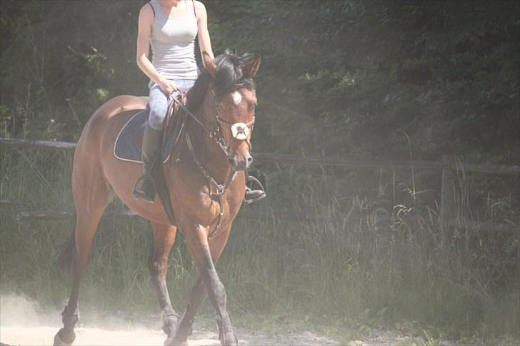 Dansk Varmblod Quite a lady billede 5