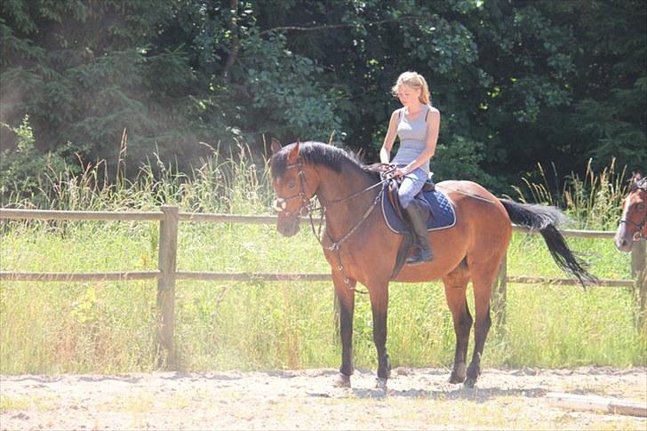 Dansk Varmblod Quite a lady billede 6