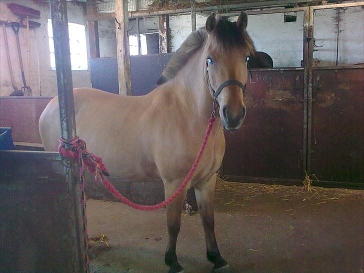 Anden særlig race My Darling billede 7