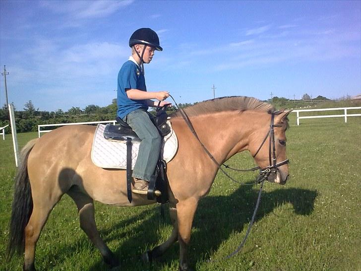Anden særlig race My Darling - My har lillebror på ryggen med westernsadel billede 8