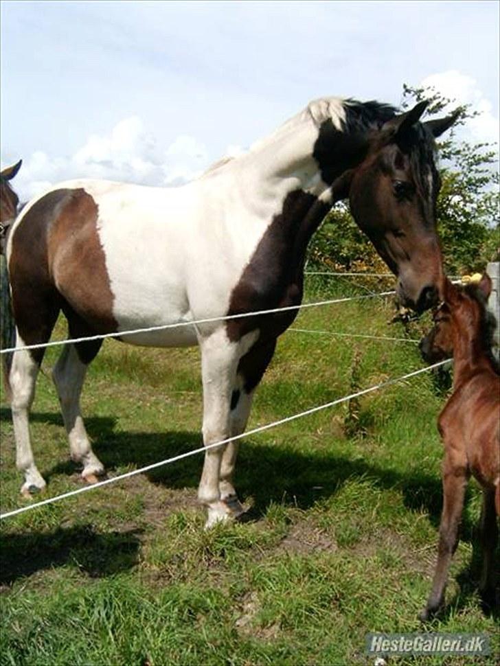 Pinto Kasmir Rugholm - Leger lige lidt hingst (: Min nysgerrige dreng. billede 2