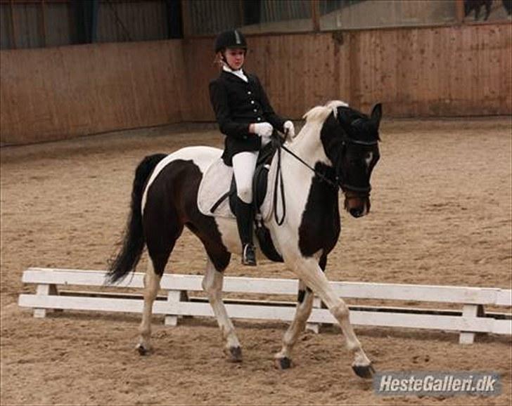 Pinto Kasmir Rugholm - Drengen til sit første stævne i; billede 3