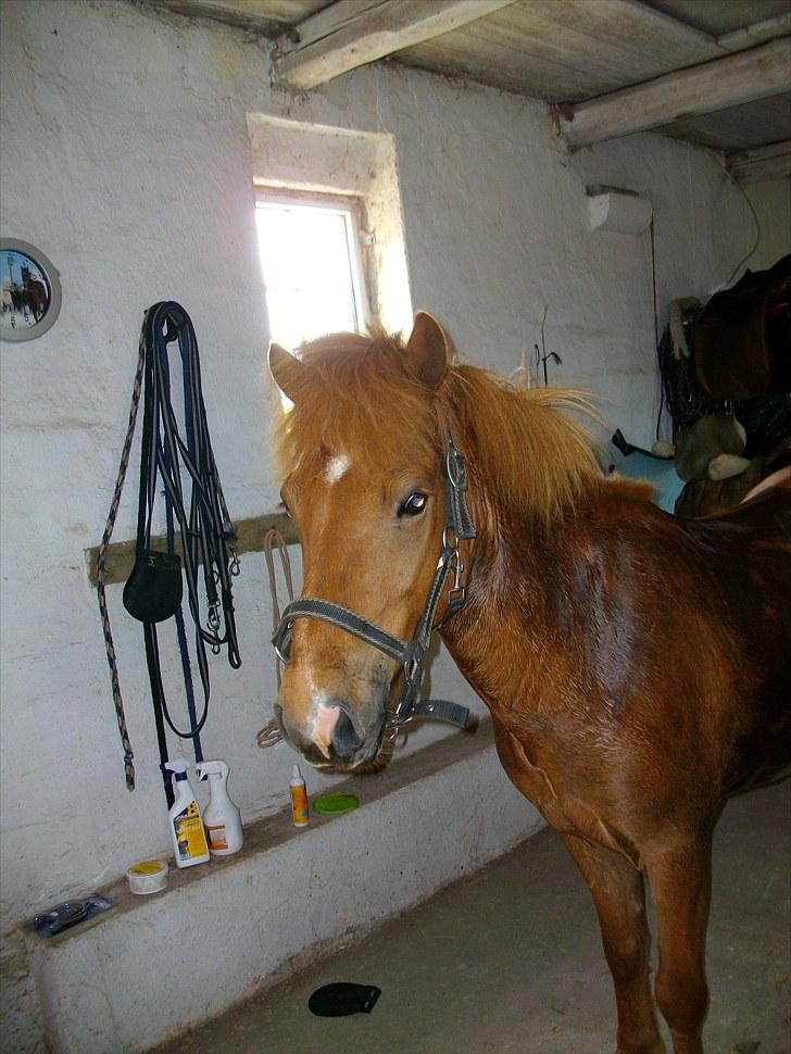 Islænder Goði fra Katulabo billede 1