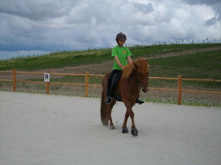 Islænder Goði fra Katulabo billede 2