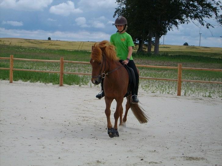 Islænder Goði fra Katulabo billede 3