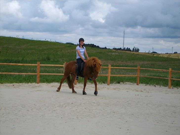 Islænder Goði fra Katulabo billede 5