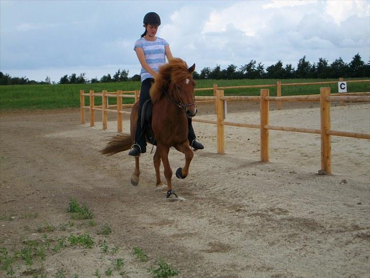 Islænder Goði fra Katulabo billede 6