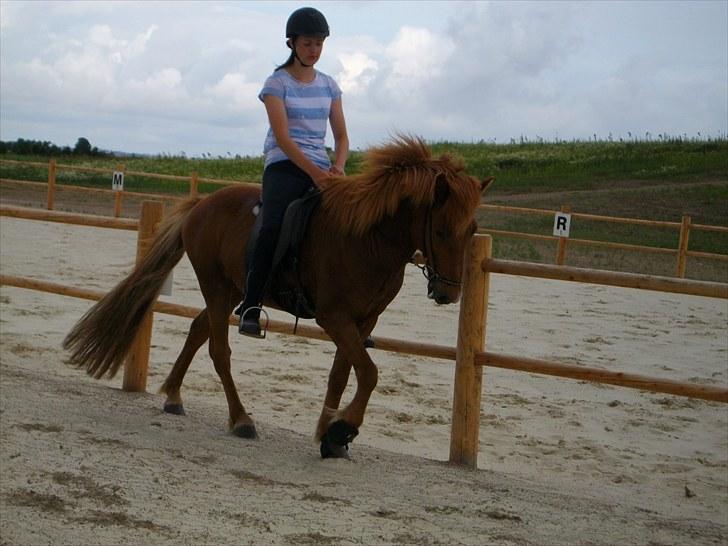 Islænder Goði fra Katulabo billede 7