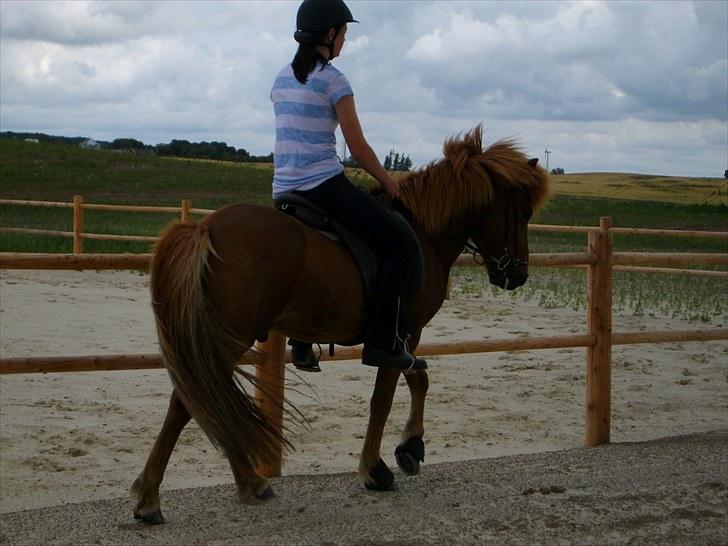 Islænder Goði fra Katulabo billede 8