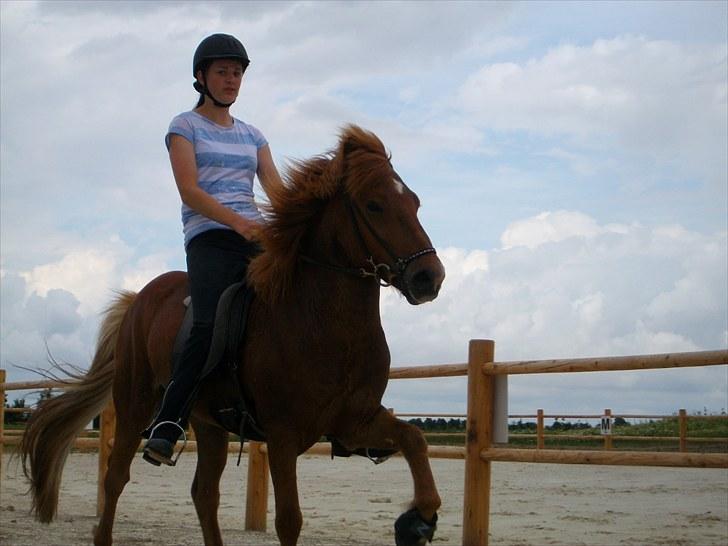 Islænder Goði fra Katulabo billede 9