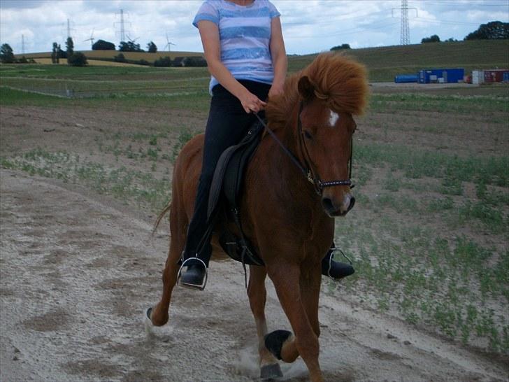 Islænder Goði fra Katulabo billede 10