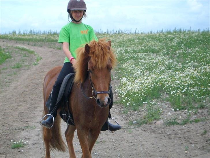 Islænder Goði fra Katulabo billede 11