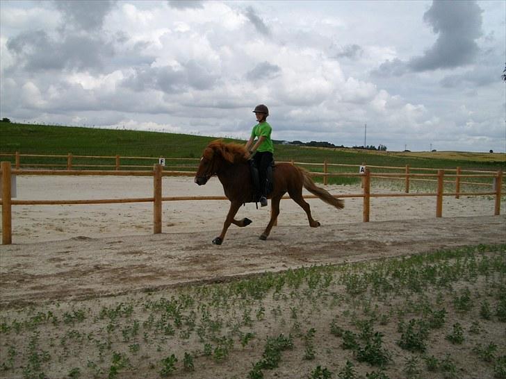 Islænder Goði fra Katulabo billede 12