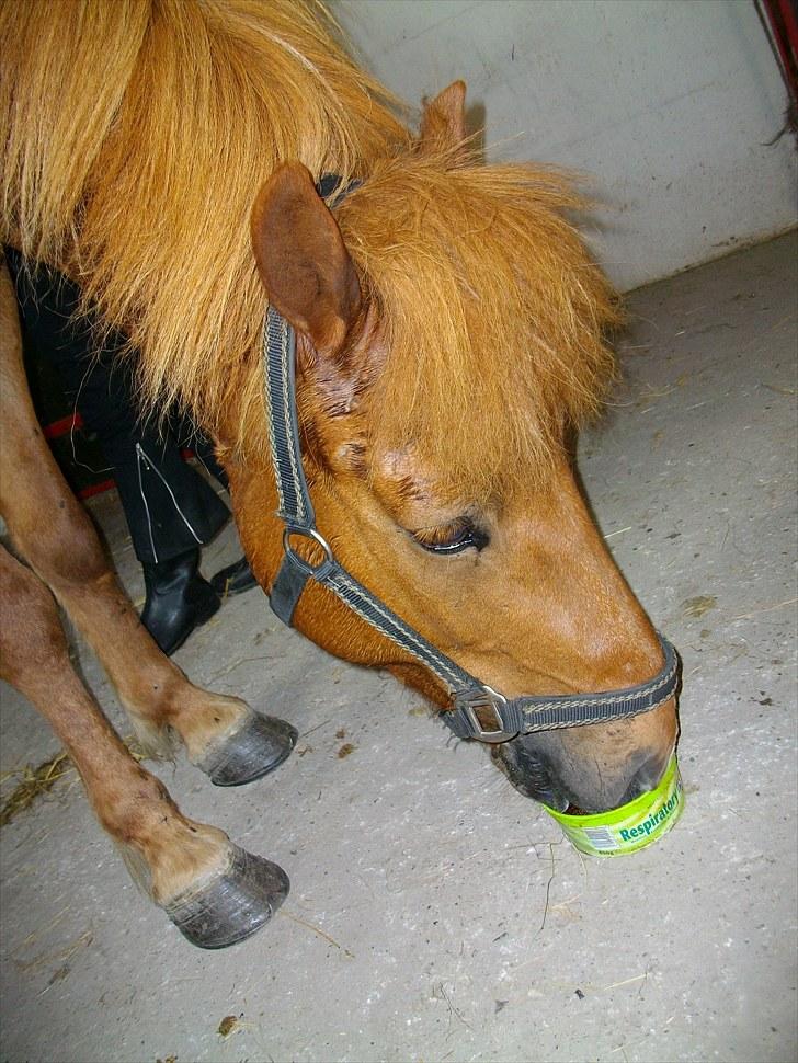 Islænder Goði fra Katulabo billede 13