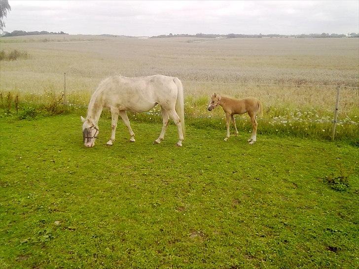 Palomino Millenium - er mit føl ikke smukt billede 19