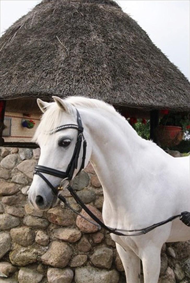 Welsh Pony af Cob-type (sec C) Lyngvejens Favorit - Lisbet´s sommerskole 2010.  Super hyggelige uge med søde mennesker. Foto. Lisbet Seierskilde billede 3