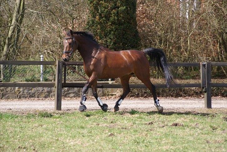 Dansk Varmblod Markgårds Donnewind - Den 10. april 2011. Fotograf Simone billede 11