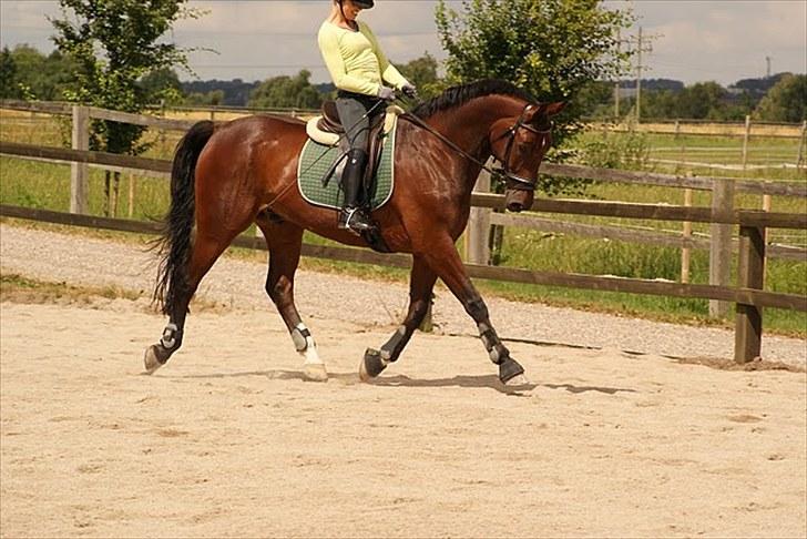 Dansk Varmblod Markgårds Donnewind - Træning den 24/7 2010 billede 19